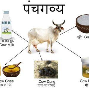 Panca Gavya for Abhishek