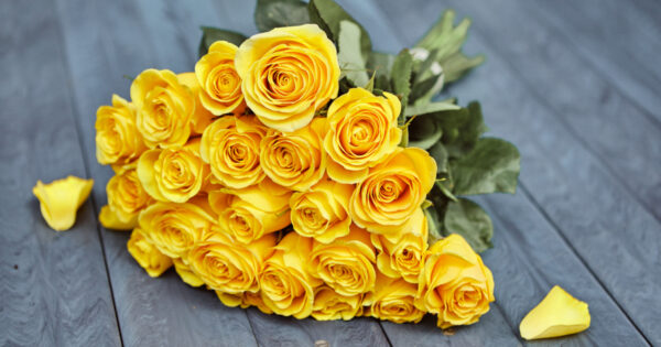 Yellow Rose Flower