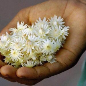 Bakul Flower
