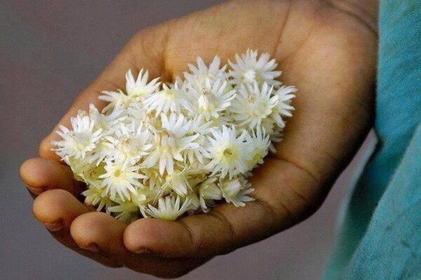 Bakul Flower