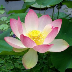 Lotus Flower
