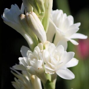Rajani Flower
