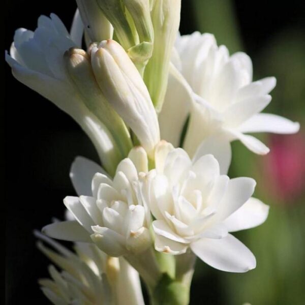 Rajani Flower